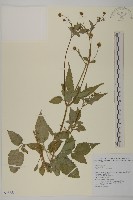 白花鬼針藏品圖，第1張