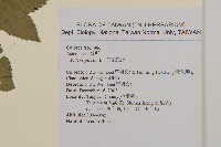 白花鬼針藏品圖，第2張