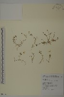 阿里山繁縷藏品圖，第1張