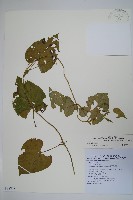 薄葉牛皮消藏品圖，第1張