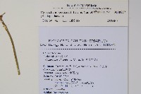 薄葉牛皮消藏品圖，第2張