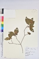 金毛杜鵑藏品圖，第1張