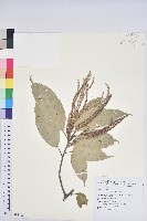 子彈石櫟、柯藏品圖，第1張