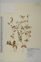 牛繁縷藏品圖，第1張