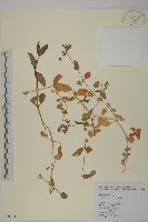 牛繁縷藏品圖，第1張