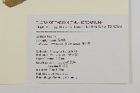 牛繁縷藏品圖，第2張