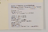 阿里山繁縷藏品圖，第2張