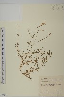 蠅子草藏品圖，第1張