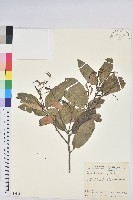 反刺苦櫧藏品圖，第1張