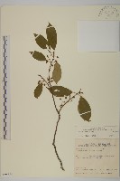 登錄號:S098884藏品圖，第1張