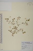 阿里山繁縷藏品圖，第1張