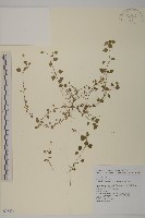 阿里山繁縷藏品圖，第1張