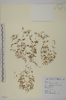 三脈種阜草藏品圖，第1張