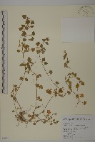 阿里山繁縷藏品圖，第1張