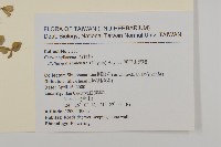 阿里山繁縷藏品圖，第2張