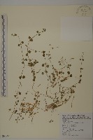 阿里山繁縷藏品圖，第1張