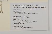 阿里山繁縷藏品圖，第2張