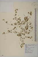 阿里山繁縷藏品圖，第1張