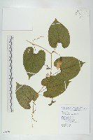 斑花青牛膽藏品圖，第1張