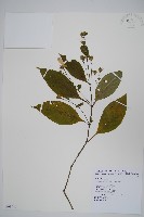 臺灣馬藍藏品圖，第1張