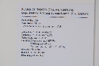 臺灣馬藍藏品圖，第2張