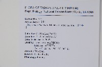 日本牛膝藏品圖，第2張