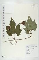 槭葉括摟藏品圖，第1張