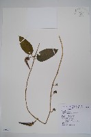 絨毛芙蓉蘭藏品圖，第1張