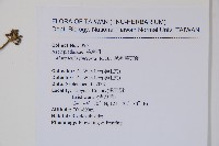 絨毛芙蓉蘭藏品圖，第2張