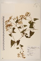 蔓澤蘭藏品圖，第1張