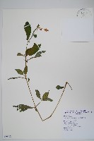 尼氏擬馬偕花藏品圖，第1張