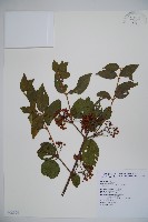 呂宋莢迷藏品圖，第1張