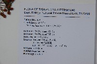 呂宋莢迷藏品圖，第2張