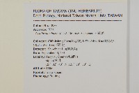 石胡荽、吐金草藏品圖，第2張