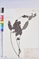 裡白饅頭果藏品圖，第1張