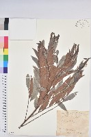 紅毛饅頭果藏品圖，第1張