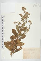 生毛將軍藏品圖，第1張