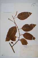 多子漿果莧藏品圖，第1張