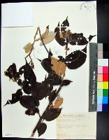 翅子樹、裡白翅子樹、臺灣翅子樹藏品圖，第1張