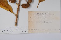 蘭嶼馬蹄花藏品圖，第2張