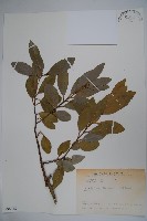 全緣葉冬青藏品圖，第1張