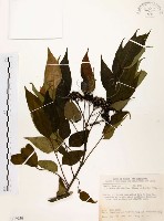 賊仔樹藏品圖，第1張