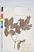 狹葉椆藏品圖，第1張