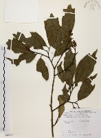 秀柱花藏品圖，第1張