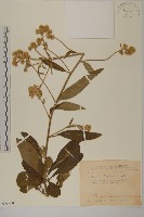 艾納香藏品圖，第1張