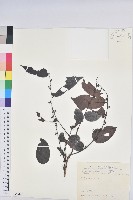 披針葉饅頭果藏品圖，第1張