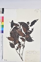 披針葉饅頭果藏品圖，第1張