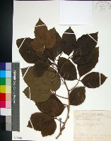 止宮樹藏品圖，第1張