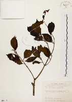 臺灣赤楠藏品圖，第1張