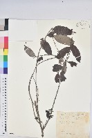 裡白饅頭果藏品圖，第1張